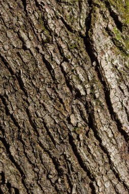 Eski Ağaç Yapısı Arkaplan Şablonu.