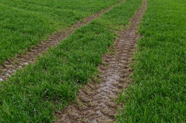 Islak bir çayırda çamurda traktör izleri..