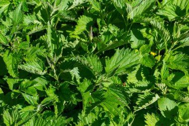 Yeşil yaprak dokusu. Yeşil yapraklı arka plan. Doğal arkaplan ve duvar kağıdı.