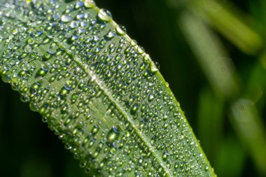 Parlak yeşil çimenlerin üzerine çiy damlalarının arka planı.
