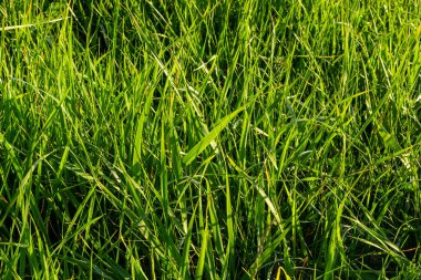 Yaz otlağındaki yeşil çimlerin arka planı.