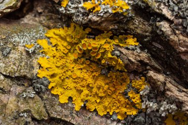 Xanthoria parietina yaygın turuncu liken, sarı pullu, deniz patlamış liken ve ağaç kabuğunda liken. Arkaplanda turuncu liken bulunan ince kuru bir dal..