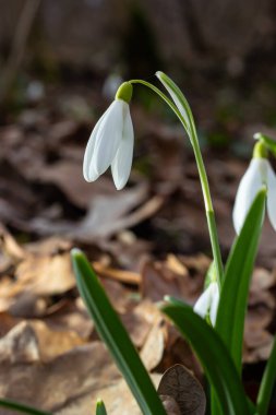 Beyaz kardelen çiçekleri kapanıyor. Galanthus çiçekleri, baharın başlarında, yeşil arka planda güneş tarafından aydınlatılan bulanık bir çiçek. Amaryllidaceae familyasındaki Galanthus nivalis ampul, daimi bitkisi..
