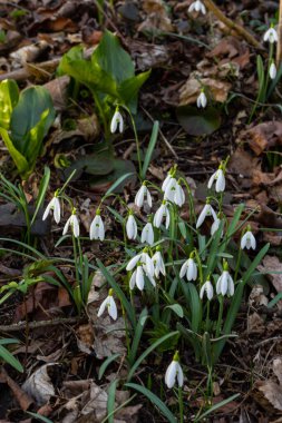 Beyaz kardelen çiçekleri kapanıyor. Galanthus çiçekleri, baharın başlarında, yeşil arka planda güneş tarafından aydınlatılan bulanık bir çiçek. Amaryllidaceae familyasındaki Galanthus nivalis ampul, daimi bitkisi..