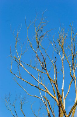 Mavi gökyüzünün arka planında yaprakları olmayan kuru ağaç dalları, bahar zamanı. Çevre koruma kavramı, ekolojik sorunlar.