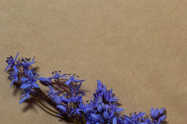 Scilla bifolia 'nın bahar mavisi çiçekleri eski sarı kağıttan arka planda ve mesaj için boş alan var. Kutlama veya davetiye için çiçek çerçevesi. Klasik tarzda bahar kavramı.