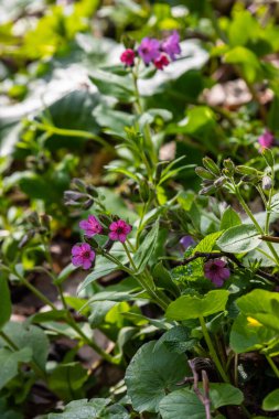 Close-up of blooming flowers Pulmonaria mollis in sunny spring day, selective focus .closeup detail of meadow flower - wild healing herb - Pulmonaria mollis.