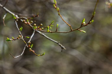 Büyük yeşil tomurcuklar dalları. Genç yeşil yapraklar kalın yeşil tomurcuklardan çıkar. Gündüz güneşiyle aydınlatılan yeni yapraklı dallar. Erken bahar günü. Bahar geliyor..