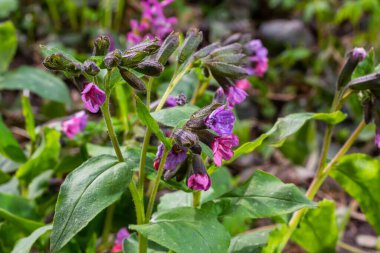 Close-up of blooming flowers Pulmonaria mollis in sunny spring day, selective focus .closeup detail of meadow flower - wild healing herb - Pulmonaria mollis.