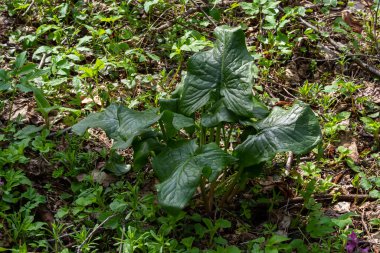 Guguk kuşu ya da Arum maculatum ok şeklinde yaprak, Araceae ailesindeki ormanlık zehirli bitki. Ok şeklinde yapraklar. Diğer isimler ise; çıplak kafa, engerek kökü, arum, vahşi arum, arum zambağı, lordlar ve leydiler..