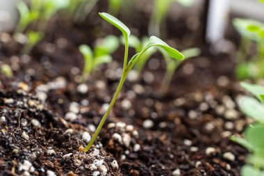 Toprakta filizlenen genç bitkilerin en üst görüntüsü. Tohumlar açık alana ekilmeden önce hazırlanır. Karanlık bir arka planda taze filizler.