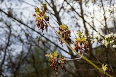 Kül yapraklı akçaağaç Akçaağaç Acer negundo çiçekleri ilkbaharın başlarında, güneşli bir günde ve doğal ortamda, bulanık arka planda.