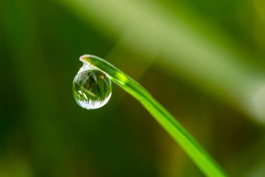 Yeşil çimlerin üzerine su damlaları. Sabah çiği, sulama bitkileri. Yağmurdan sonra yapraklara damlayan nem. Çevresel bir temanın güzel yeşil arkaplanı.