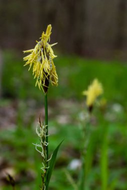 İlkbaharda filizlenen tüylü sedge. Carex pilosa. Cyperaceae Ailesi.