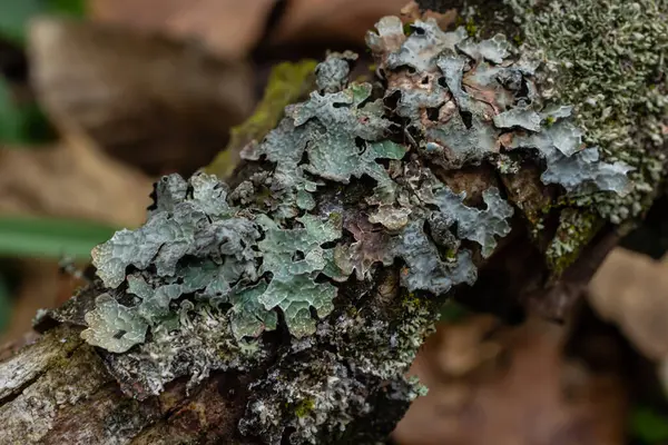 stock image Detailed photo of lichen Lobaria Scrobiculata. Dry tree branch with green lichen in the forest close-up.