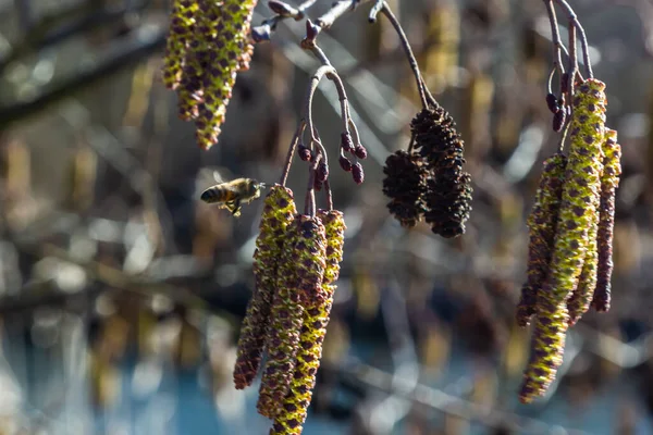 Small branch of black alder Alnus glutinosa with male catkins and female red flowers. Blooming alder in spring beautiful natural background with clear earrings and blurred background.