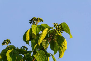 Dogwood üzümü - Cornus sanginea Calcareous çalılığı.