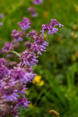 Vahşi doğada, Salvia verticillata otları arasında çiçek açar..