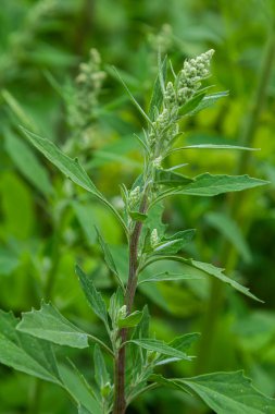 Chenopodium albümü, yenilebilir bitki, yaygın isimler kuzu konserveleri, eritme, kaz ayağı, beyaz kaz ayağı, yabani ıspanak, banyo ve şişman tavuk..