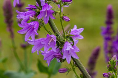 Kümelenmiş çan çiçeği Campanula glomerata vahşi doğada çiçek açıyor..