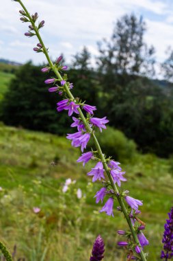 Kümelenmiş çan çiçeği Campanula glomerata vahşi doğada çiçek açıyor..