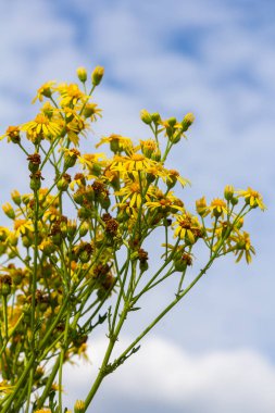 Senecio Vernalis 'in sarı çiçekleri bulanık yeşil arka planda yakın plan. Seçici odak.