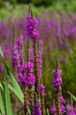 Mor gevşemiş Lythrum salikaria infloresans. Lythraceae familyasındaki çiçek başakları, ıslak yaşam alanlarıyla ilişkilidir..