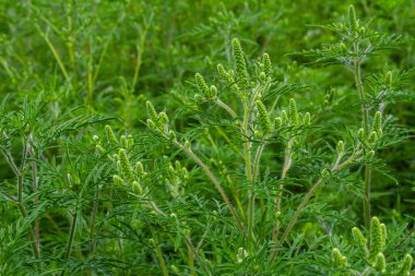 Yaygın bir yosun çiçeği, Ambrosia artemisiifolia.