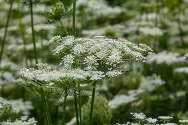 Daucus carota yaban havucu açan bitki olarak bilinir..