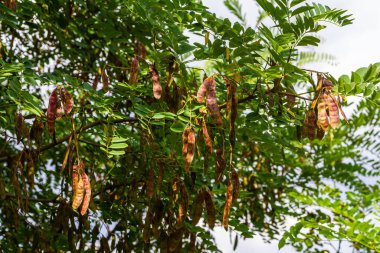 Robinia psödoacia, yaygın olarak çekirge çekirgesi olarak bilinir..