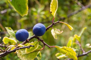 Blackthorn Prunus spinosa, Blackthorn olarak da bilinir..