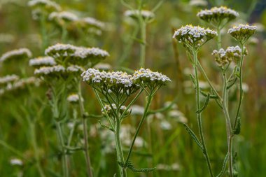 Achillea Milleum beyaz çiçekleri, çiçekli yeşil yapraklar. Tıbbi organik doğal bitkiler, bitki konsepti. Yabani bahçe, kır çiçeği.