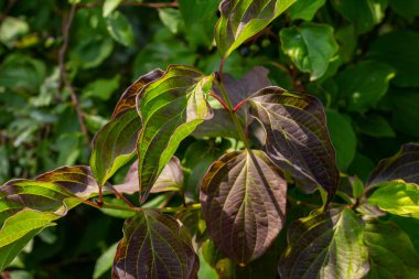 Dogwood Cornus sanguinea, yaprak arkaplan, seçici odaklanma.
