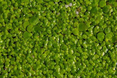 Ördek otu. Ördek otu yetiştiriyorum. Lemna trisulca .