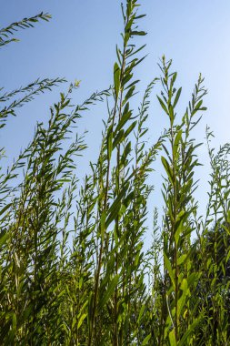 Salix purpurea mor söğüt veya osier, Salix familyasından Avrupa 'da yaşayan bir söğüt türüdür. Mor söğüt çiçeği, tükürük aromalı..