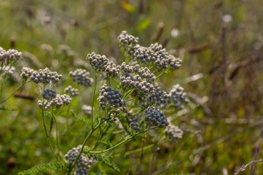 Achillea Milleum beyaz çiçekleri, çiçekli yeşil yapraklar. Tıbbi organik doğal bitkiler, bitki konsepti. Yabani bahçe, kır çiçeği.
