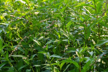 Ot Persicaria lapathifolia tarlaların arasında yetişir..