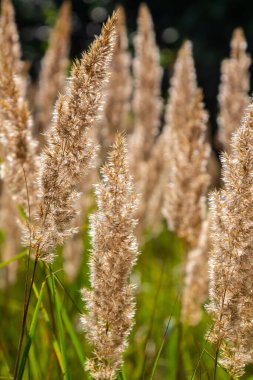 Çayırdaki küçük kamışlı Calamagrostis epigejos 'un enfeksiyonu..