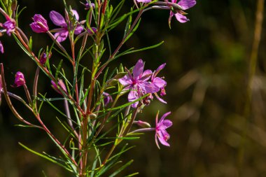 Pembe Çiçek açan Chamerion Dodonaei Alp Willowhere Fabrikası.