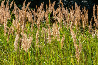 Çayırdaki küçük kamışlı Calamagrostis epigejos 'un enfeksiyonu..