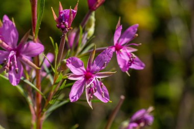 Pembe Çiçek açan Chamerion Dodonaei Alp Willowhere Fabrikası.