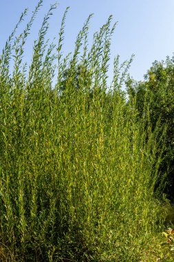 Salix purpurea mor söğüt veya osier, Salix familyasından Avrupa 'da yaşayan bir söğüt türüdür. Mor söğüt çiçeği, tükürük aromalı..