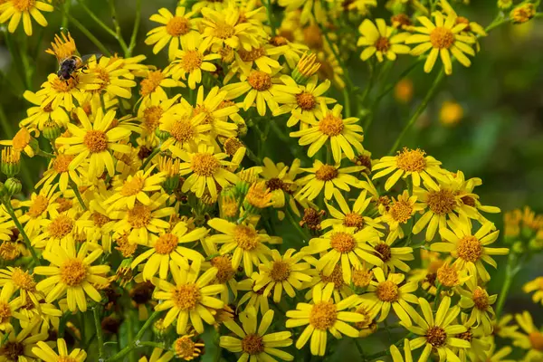 stock image Yellow flowers of Senecio vernalis closeup on a blurred green background. Selective focus.