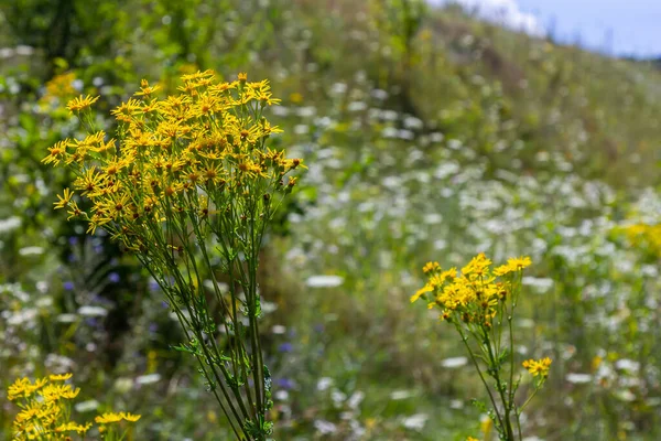 Senecio Vernalis 'in sarı çiçekleri bulanık yeşil arka planda yakın plan. Seçici odak.