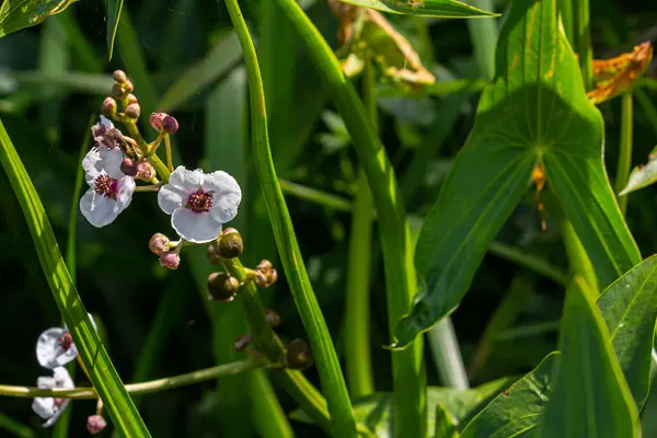 Yaygın ok başı adı verilen bitki, yay sagittifolia,