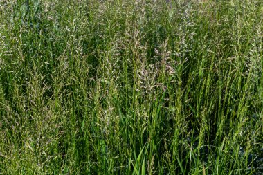 Çimen çayır çayırı. Çelik panikle kaplı. Poa pratensis yeşil çayır Avrupa otları.