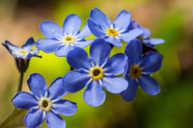 Mavi küçük unutur beni. Baharın güneşli bir gününde yeşil arka planda çiçek olmaz. Makro fotoğrafçılıkta. Çiçek açan Myosotis kır çiçekleri ve mavi taç yaprakları bir yaz günü yakın çekim fotoğrafı..