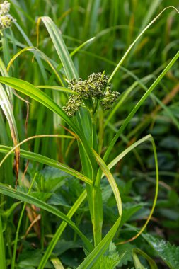Scirpus sylvaticus, Cyperaceae familyasından bir bitki türü..