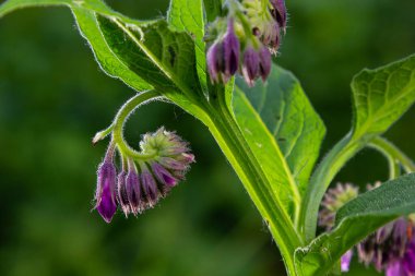 Çayırda, yabani otların arasında Comfrey Symphytum officinale çiçek açıyor..