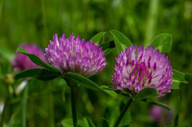 Trifolium pratense, kırmızı yonca. Yazın çayırdaki değerli çiçekleri toplayın. Şifalı ve bal taşıyan bitki, yem ve halk tıbbında tıbbi olarak yontulmuş yabani otlar..